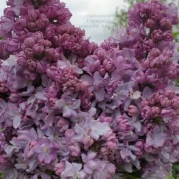 Бузок Кетрін Хавемейер (Syringa vulgaris Kathrine Havemeyer) ФОТО Розплідник рослин Природа (10)