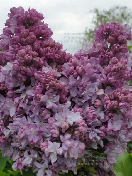 Сирень Кэтрин Хавемейер (Syringa vulgaris Kathrine Havemeyer) ФОТО Питомник растений Природа (10)