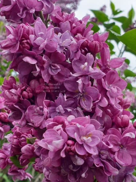 Бузок Кетрін Хавемейер (Syringa vulgaris Kathrine Havemeyer) ФОТО Розплідник рослин Природа (11)