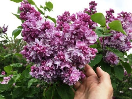 Сирень Кэтрин Хавемейер (Syringa vulgaris Kathrine Havemeyer) ФОТО Питомник растений Природа (18)