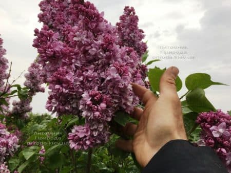 Сирень Кэтрин Хавемейер (Syringa vulgaris Kathrine Havemeyer) ФОТО Питомник растений Природа (19)