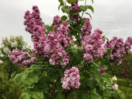 Сирень Кэтрин Хавемейер (Syringa vulgaris Kathrine Havemeyer) ФОТО Питомник растений Природа (20)