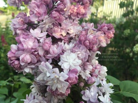 Бузок Кетрін Хавемейер (Syringa vulgaris Kathrine Havemeyer) ФОТО Розплідник рослин Природа (21)