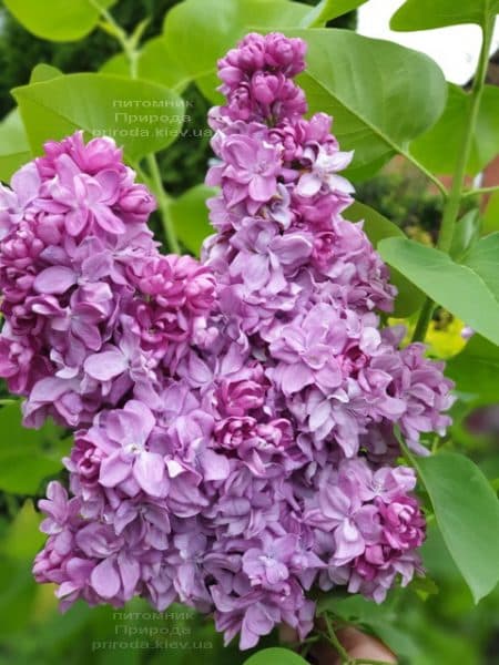 Бузок Кетрін Хавемейер (Syringa vulgaris Kathrine Havemeyer) ФОТО Розплідник рослин Природа (9)