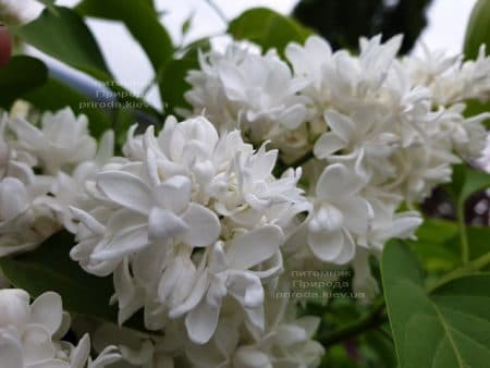 Бузок Леся Українка (Syringa vulgaris Lesya Ukrainka) ФОТО Розплідник рослин Природа (10)