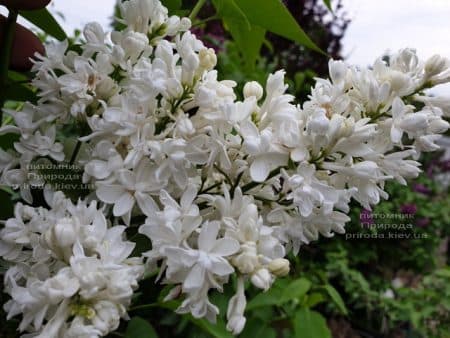 Сирень Леся Украинка (Syringa vulgaris Lesya Ukrainka ) ФОТО Питомник растений Природа (7)