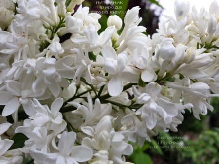 Сирень Леся Украинка (Syringa vulgaris Lesya Ukrainka ) ФОТО Питомник растений Природа (8)