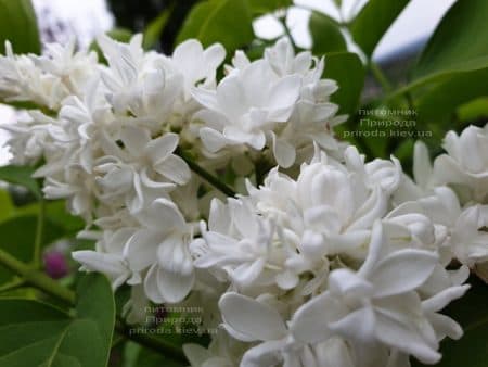 Бузок Леся Українка (Syringa vulgaris Lesya Ukrainka) ФОТО Розплідник рослин Природа (9)