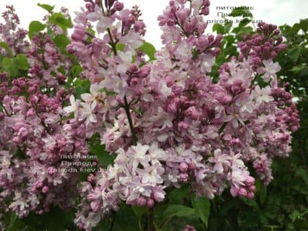 Бузок Мадам Антуан Бюхнер (Syringa vulgaris Mme Antoine Buchner) ФОТО Розплідник рослин Природа (13)