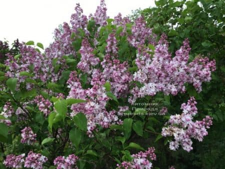 Сирень Мадам Антуан Бюхнер (Syringa vulgaris Mme Antoine Buchner) ФОТО Питомник растений Природа (14)