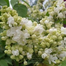 Сирень Мадам Лемуан (Syringa vulgaris Mme Lemoine) ФОТО Питомник растений Природа (2)