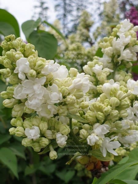 Сирень Мадам Лемуан (Syringa vulgaris Mme Lemoine) ФОТО Питомник растений Природа (2)