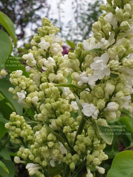 Бузок Мадам Лемуан (Syringa vulgaris Mme Lemoine) ФОТО Розплідник рослин Природа (3)