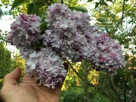 Сирень Мишель Бюхнер (Syringa vulgaris Michel Buchner) ФОТО Питомник растений Природа (25)