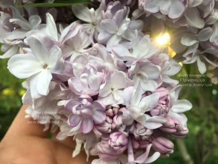 Бузок Мішель Бюхнер (Syringa vulgaris Michel Buchner) ФОТО Розплідник рослин Природа (26)