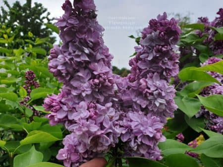 Бузок Мішель Бюхнер (Syringa vulgaris Michel Buchner) ФОТО Розплідник рослин Природа (27)