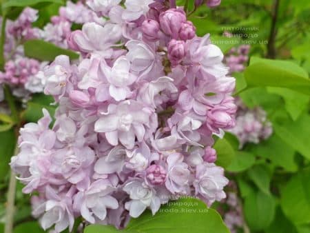 Бузок Мішель Бюхнер (Syringa vulgaris Michel Buchner) ФОТО Розплідник рослин Природа (28)