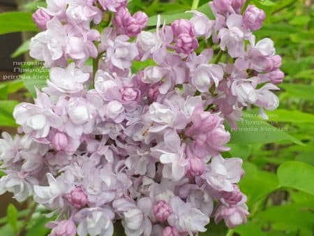 Бузок Мішель Бюхнер (Syringa vulgaris Michel Buchner) ФОТО Розплідник рослин Природа (29)