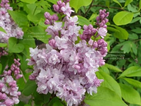 Бузок Мішель Бюхнер (Syringa vulgaris Michel Buchner) ФОТО Розплідник рослин Природа (30)