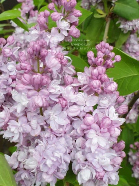 Бузок Мішель Бюхнер (Syringa vulgaris Michel Buchner) ФОТО Розплідник рослин Природа (31)