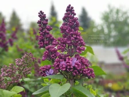 Бузок Мрія (Мрія) (Syringa vulgaris Mrija) ФОТО Розплідник рослин Природа (10)