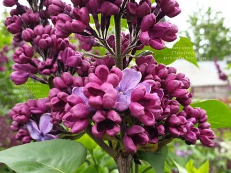 Бузок Мрія (Мрія) (Syringa vulgaris Mrija) ФОТО Розплідник рослин Природа (11)