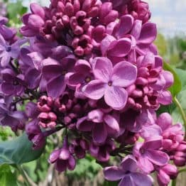 Сирень Мрия (Мечта) (Syringa vulgaris Mrija) ФОТО Питомник растений Природа (12)