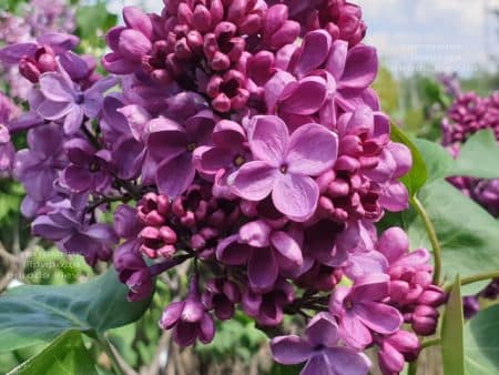 Бузок Мрія (Мрія) (Syringa vulgaris Mrija) ФОТО Розплідник рослин Природа (12)