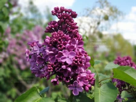 Сирень Мрия (Мечта) (Syringa vulgaris Mrija) ФОТО Питомник растений Природа (13)