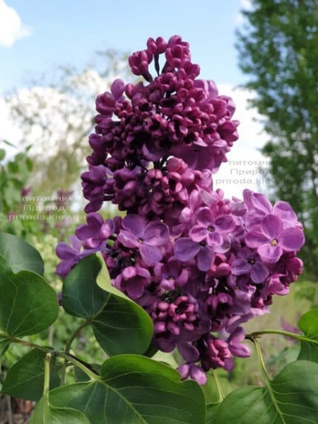 Сирень Мрия (Мечта) (Syringa vulgaris Mrija) ФОТО Питомник растений Природа (14)