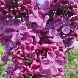 Сирень Мрия (Мечта) (Syringa vulgaris Mrija) ФОТО Питомник растений Природа (15)