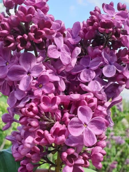 Сирень Мрия (Мечта) (Syringa vulgaris Mrija) ФОТО Питомник растений Природа (15)