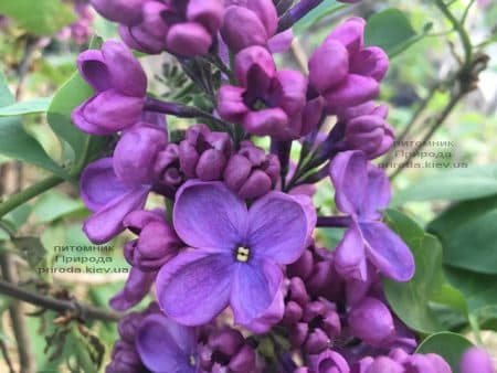 Сирень Мрия (Мечта) (Syringa vulgaris Mrija) ФОТО Питомник растений Природа (7)