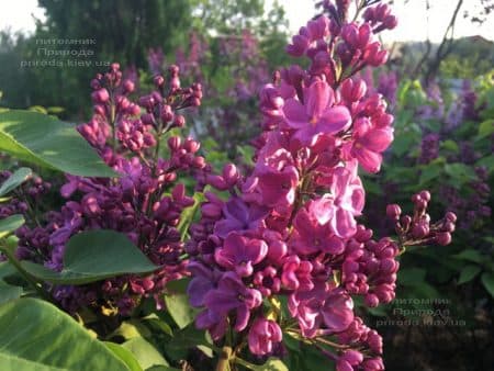 Бузок Мрія (Мрія) (Syringa vulgaris Mrija) ФОТО Розплідник рослин Природа (8)