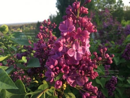 Сирень Мрия (Мечта) (Syringa vulgaris Mrija) ФОТО Питомник растений Природа (9)