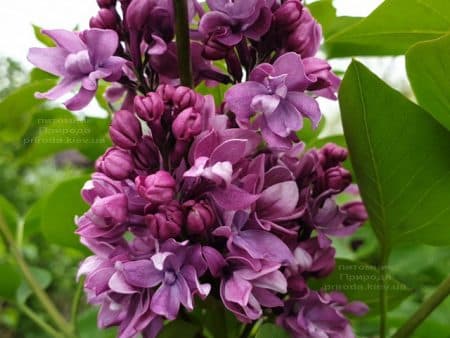 Сирень Огни Донбасса (Syringa vulgaris Ogni Donbassa) ФОТО Питомник растений Природа (15)