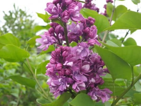 Сирень Огни Донбасса (Syringa vulgaris Ogni Donbassa) ФОТО Питомник растений Природа (16)