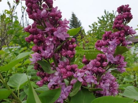 Сирень Огни Донбасса (Syringa vulgaris Ogni Donbassa) ФОТО Питомник растений Природа (17)