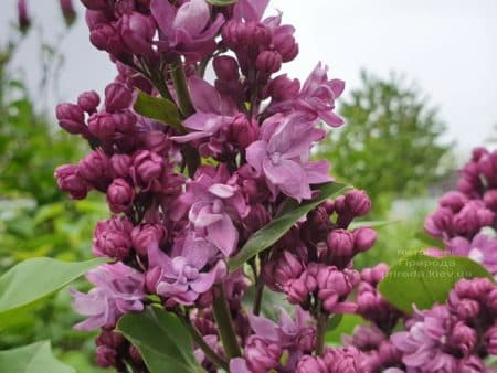 Бузок Вогні Донбасу (Syringa vulgaris Ogni Donbassa) ФОТО Розплідник рослин Природа (18)