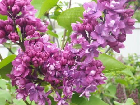 Бузок Вогні Донбасу (Syringa vulgaris Ogni Donbassa) ФОТО Розплідник рослин Природа (21)