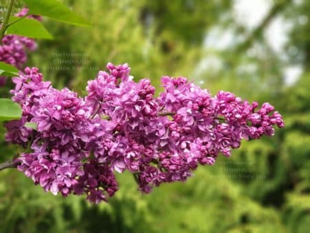 Бузок Вогні Донбасу (Syringa vulgaris Ogni Donbassa) ФОТО Розплідник рослин Природа (22)