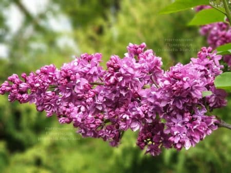 Сирень Огни Донбасса (Syringa vulgaris Ogni Donbassa) ФОТО Питомник растений Природа (23)