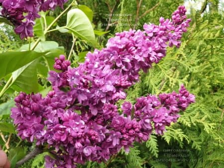 Бузок Вогні Донбасу (Syringa vulgaris Ogni Donbassa) ФОТО Розплідник рослин Природа (24)