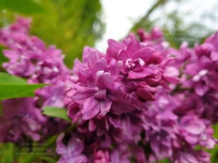 Сирень Огни Донбасса (Syringa vulgaris Ogni Donbassa) ФОТО Питомник растений Природа (25)