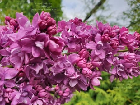 Сирень Огни Донбасса (Syringa vulgaris Ogni Donbassa) ФОТО Питомник растений Природа (27)