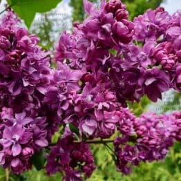 Бузок Вогні Донбасу (Syringa vulgaris Ogni Donbassa) ФОТО Розплідник рослин Природа (28)