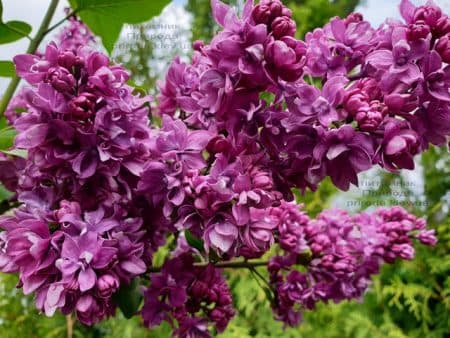 Бузок Вогні Донбасу (Syringa vulgaris Ogni Donbassa) ФОТО Розплідник рослин Природа (28)