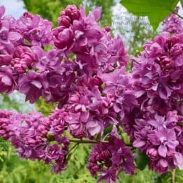 Сирень Огни Донбасса (Syringa vulgaris Ogni Donbassa) ФОТО Питомник растений Природа (29)