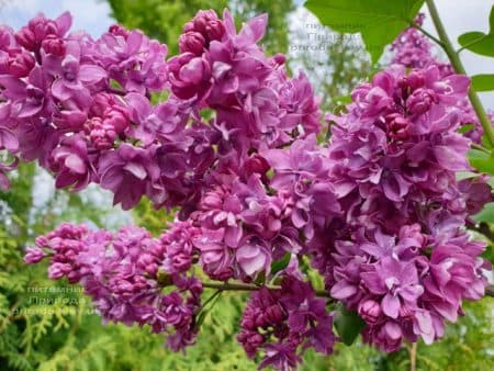 Бузок Вогні Донбасу (Syringa vulgaris Ogni Donbassa) ФОТО Розплідник рослин Природа (29)