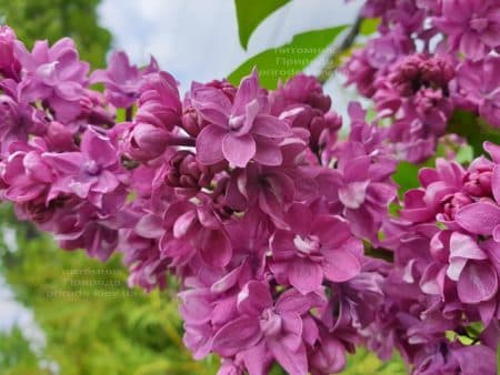 Сирень Огни Донбасса (Syringa vulgaris Ogni Donbassa) ФОТО Питомник растений Природа (30)